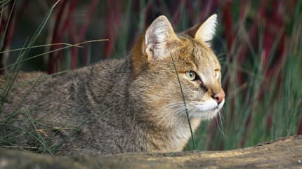 kot błotny w trawie