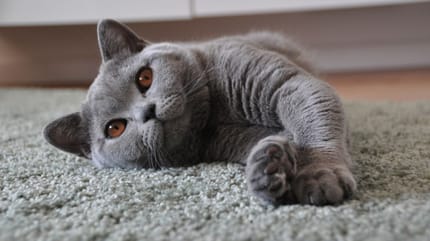 Kot brytyjski krótkowłosy