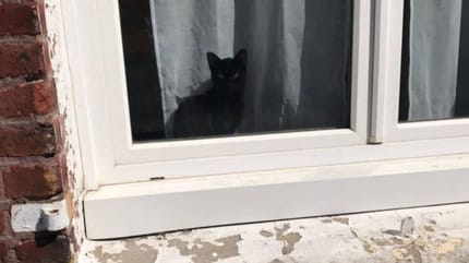 Kot był uwięziony w domu przez miesiąc