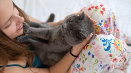 Kot dotyka łapką twarzy