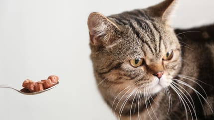 kot nie chce jeść mokrej karmy