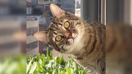 cat with tilted head staring