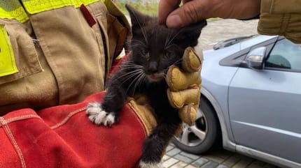 kot uratowany przez strażaków