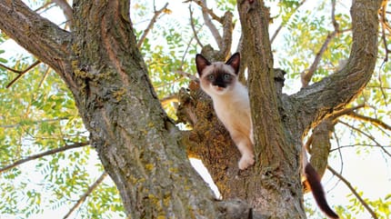 kot uwięziony na drzewie