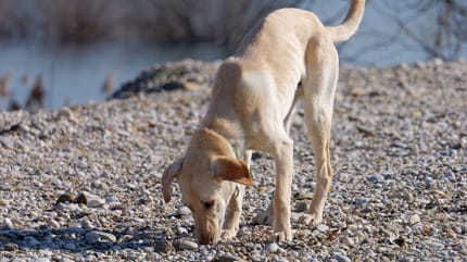 kritikos lagonikos windhund