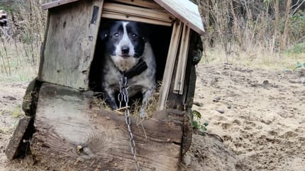 mixed-breed dog in front of kennel