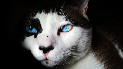 El alma de los gatos cuando mueren