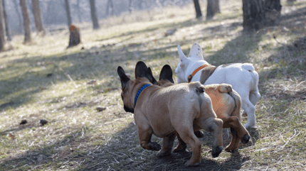 Ano del cane gonfio e rosso