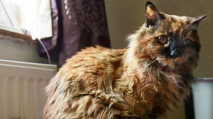La chatte la plus vieille du monde