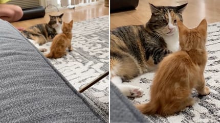 Kotka wpatrująca się w rudego kociaka