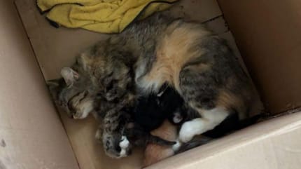 La chatte qui s'est enfuie