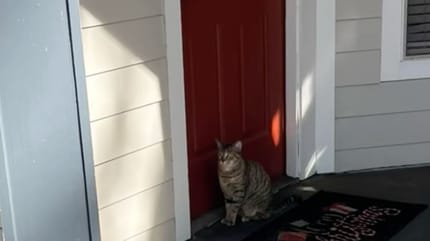 La chatte Rosie
