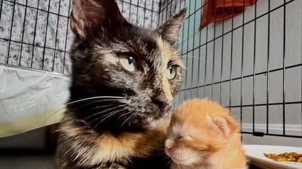 La chatte tricolore et un chaton
