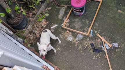 Die im Garten ausgesetzte Hündin