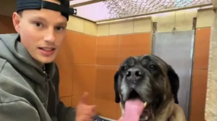 La chienne Bertha