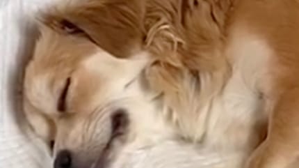 La chienne Cheesecake