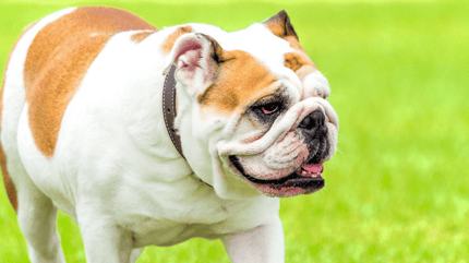 palatoschisi del cane