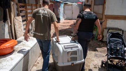 La police et la SPA sauvent deux chiens maltraités