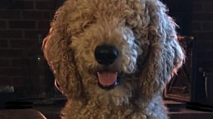 labradoodle errore toelettatura