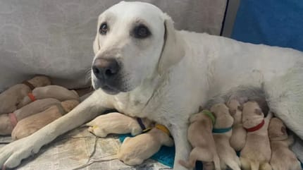 labrador i szczenięta