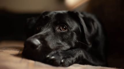 Labrador noir