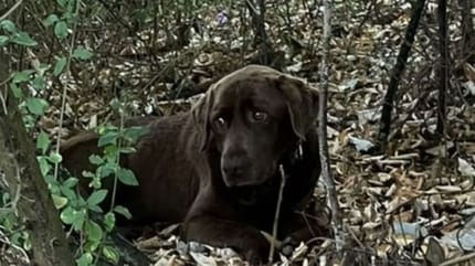 Labrador Shadow is na 1,5 maand weer terecht