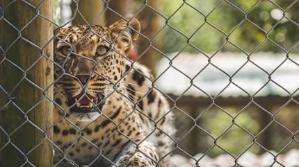 Gepard im Käfig
