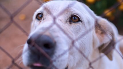 las-razas-de-perros-mas-abandonadas-en-españa