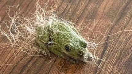 Laubfrosch voller Hundehaare