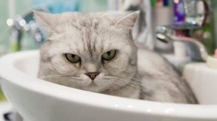 chat dans un lavabo