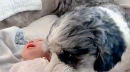 Le bébé et le chien
