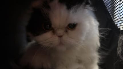 Le chat dans sa panière