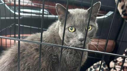 The lost cat in a travel carrier