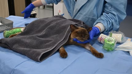 Il gatto che è sopravvissuto a un ciclo di lavatrice