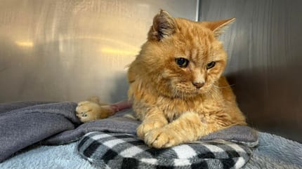 Il gatto rosso di 21 anni