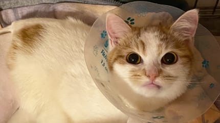 Una familia abandona a un gatito