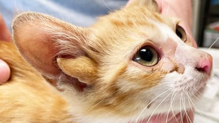 Le chaton roux avec une particularité