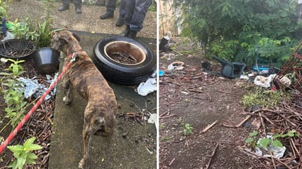 Le chien abandonné dans un jardin