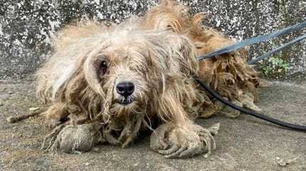Le chien abandonné sur la route