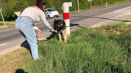 De hond achtergelaten op de provinciale weg