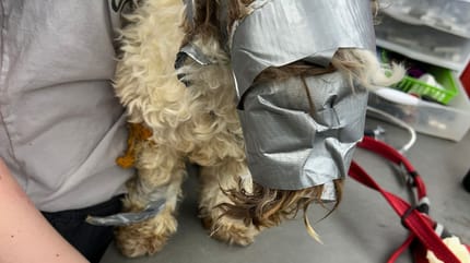 Le chien avec du scotch autour de la tête