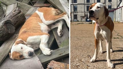 The Pit Bull cross lying in rubbish