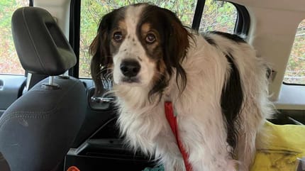 Le chien dans une voiture