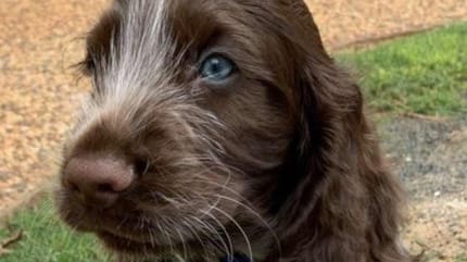 le chien Dougie