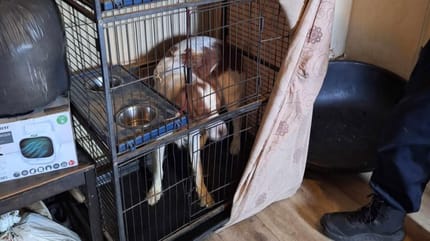 Le chien enfermé dans une cage à oiseaux
