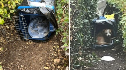 Le chien et sa cage