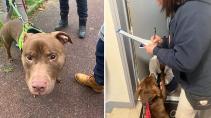 Le chien était cruellement battu