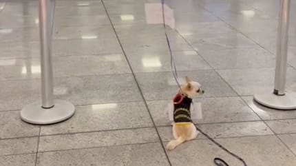 Le chien Frederico
