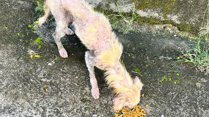 Le chien lorsqu'il a été trouvé dans la rue
