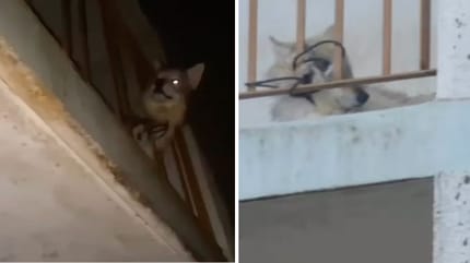 Der Wolfhund auf dem Balkon